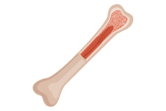 Download Bone Structure. Medical Educational Illu - Education Collection