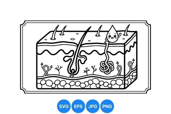 Download Skin Anatomy Educational Diagram - Education Collection